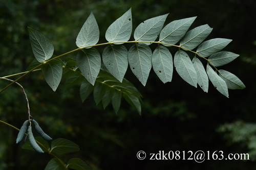 Decaisnea fargesii