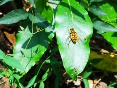 Myathropa florea