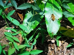 Myathropa florea