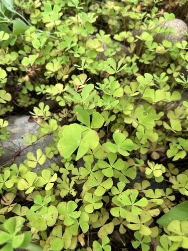 Image of Marsilea minuta by (c) Bella Lin, some rights reserved (CC BY)