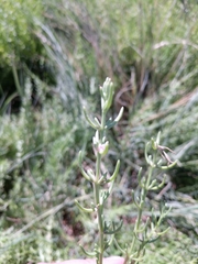 Nitrophila occidentalis