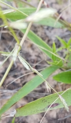Eragrostis intermedia
