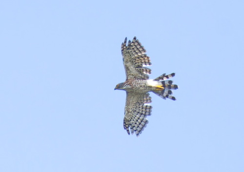 Crested Goshawk