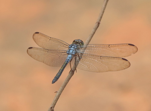Emerald-banded Skimmer