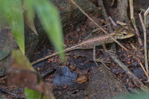 Calotes thailandensis
