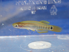 Pygmy Killifish photo 1