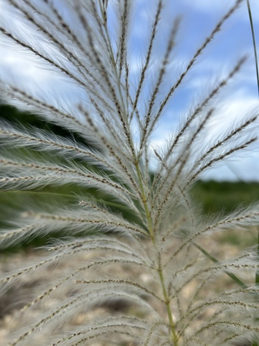 Image of Saccharum spontaneum by (c) Bella Lin, some rights reserved (CC BY)