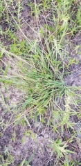 Eragrostis intermedia