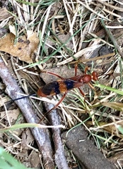 Compsocryptus texensis