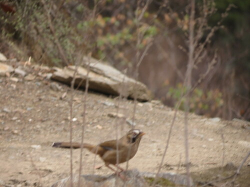 Moustached Laughingthrush (Ianthocincla cineracea), photo 4