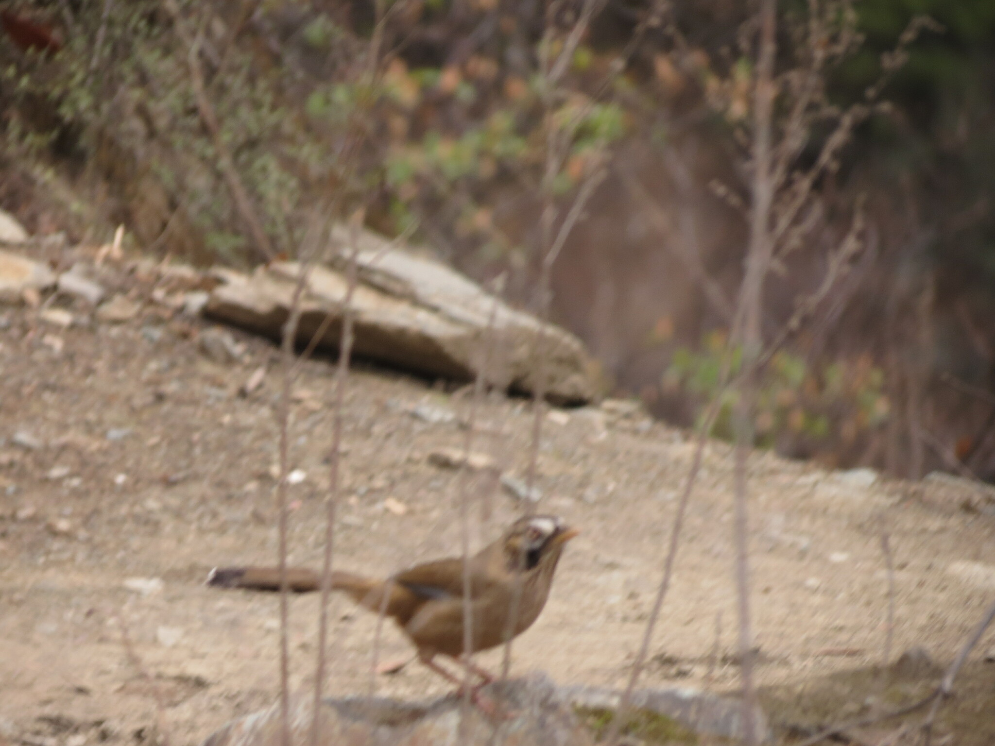 Moustached Laughingthrush