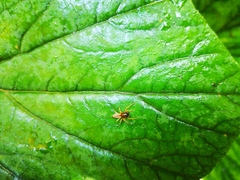 Araneae