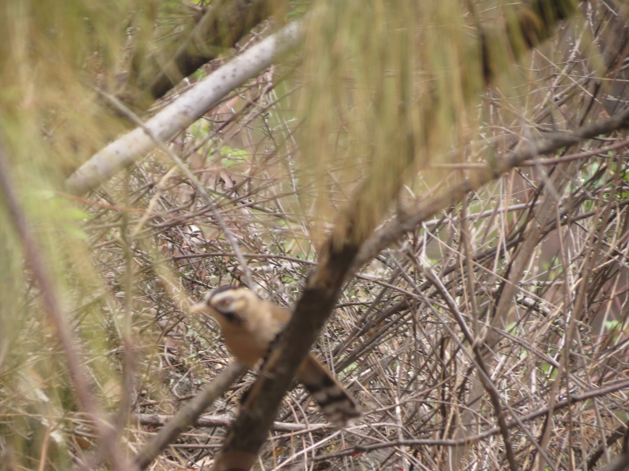 Moustached Laughingthrush