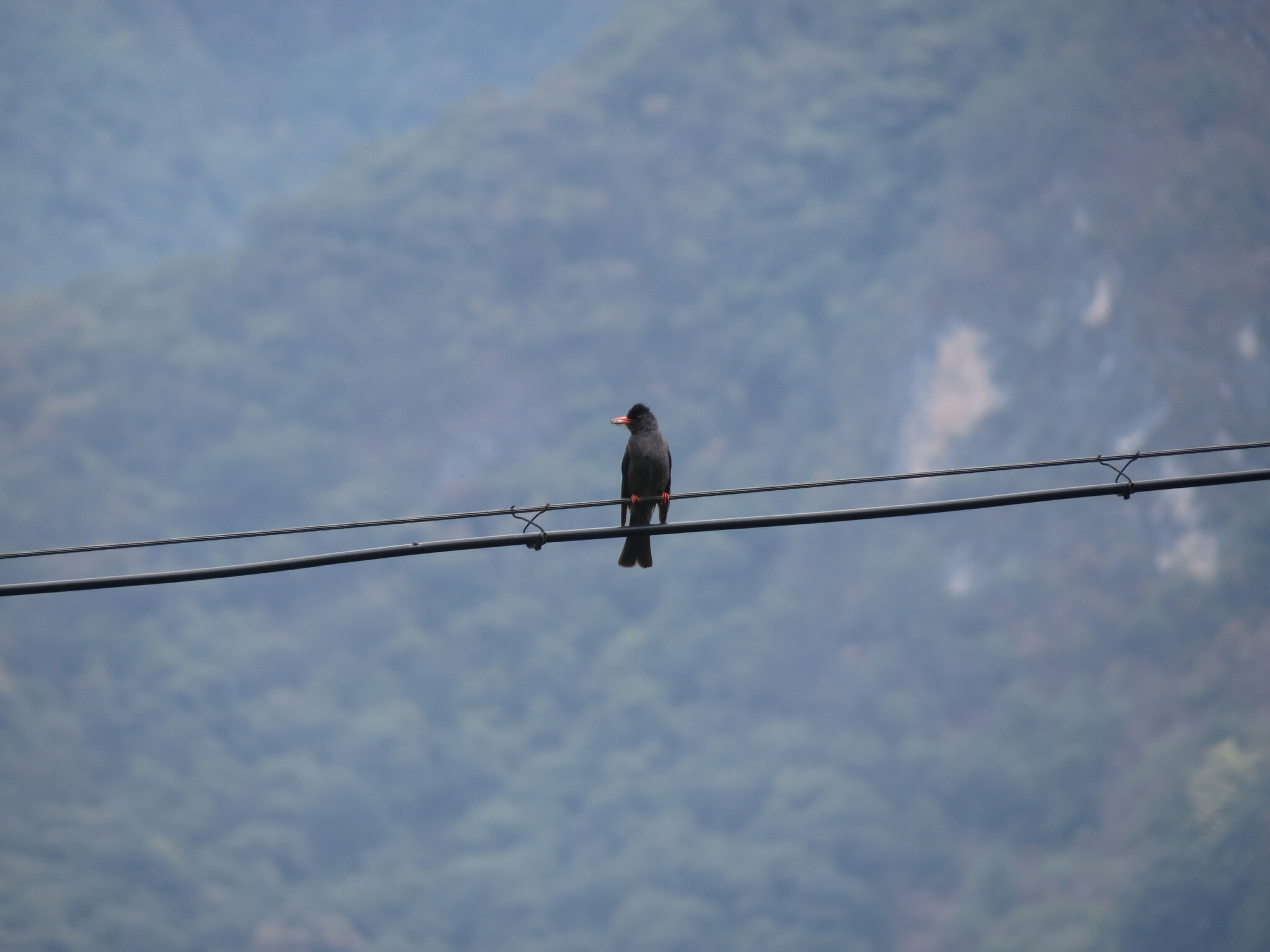 Black Bulbul