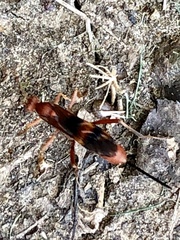 Compsocryptus texensis