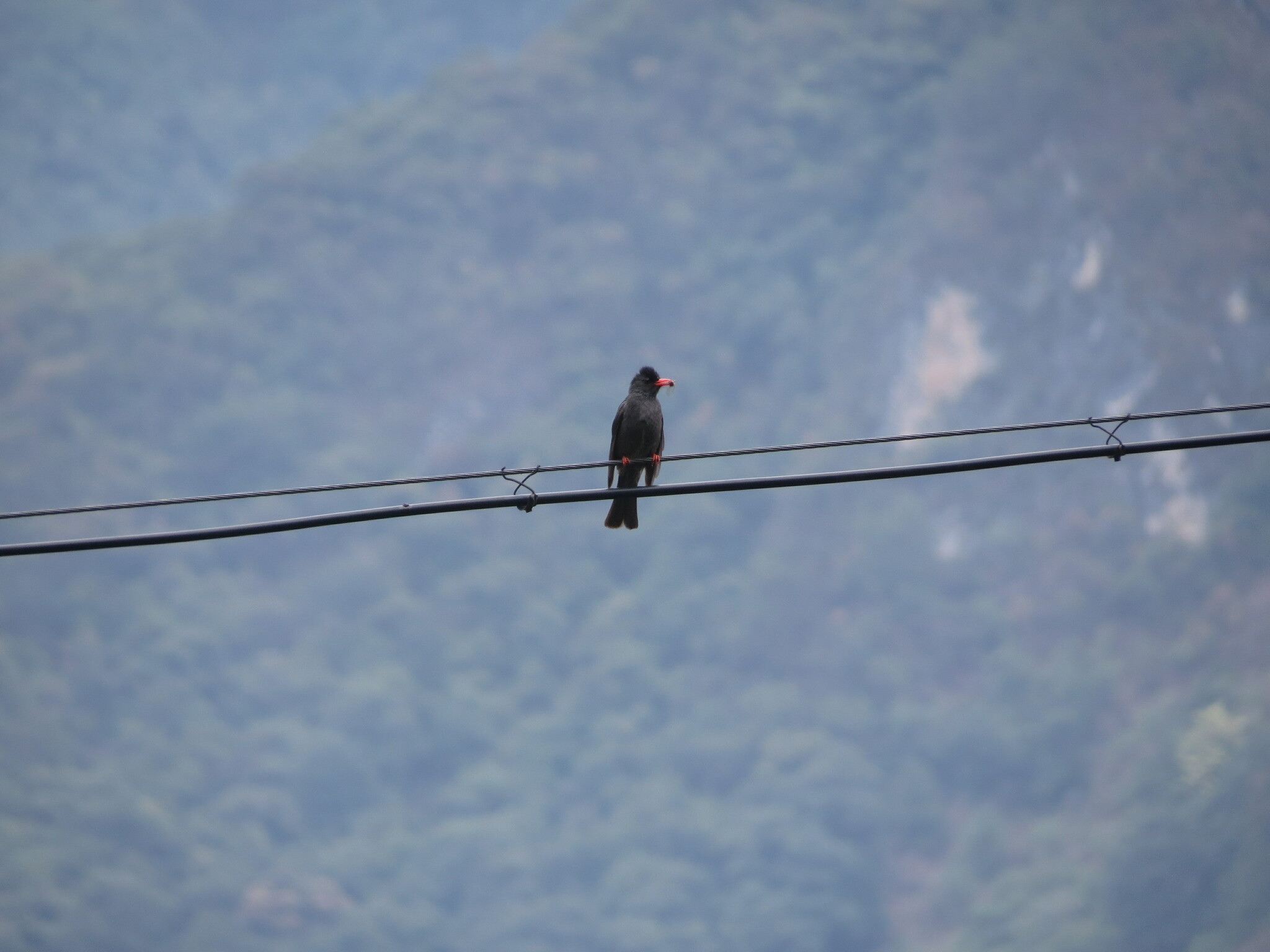Black Bulbul