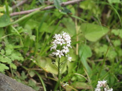 author not stated, no rights reserved Lysimachia candida, photograph author not stated, no rights reserved