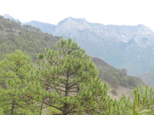 Gaoshan pine (Pinus densata)
