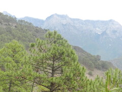 Pinus densata