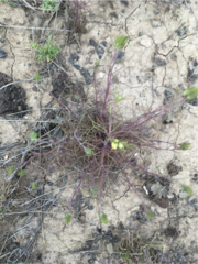 Cordylanthus ramosus