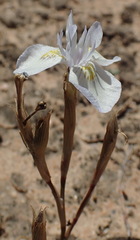 Moraea serpentina