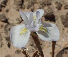 Moraea serpentina