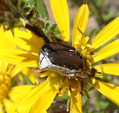 Monochelus