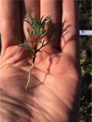 Cordylanthus ramosus