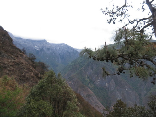 Image of Pinus yunnanensis by no rights reserved