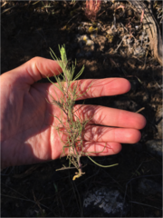 Cordylanthus ramosus