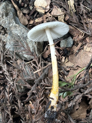 Leucoagaricus lacrymans