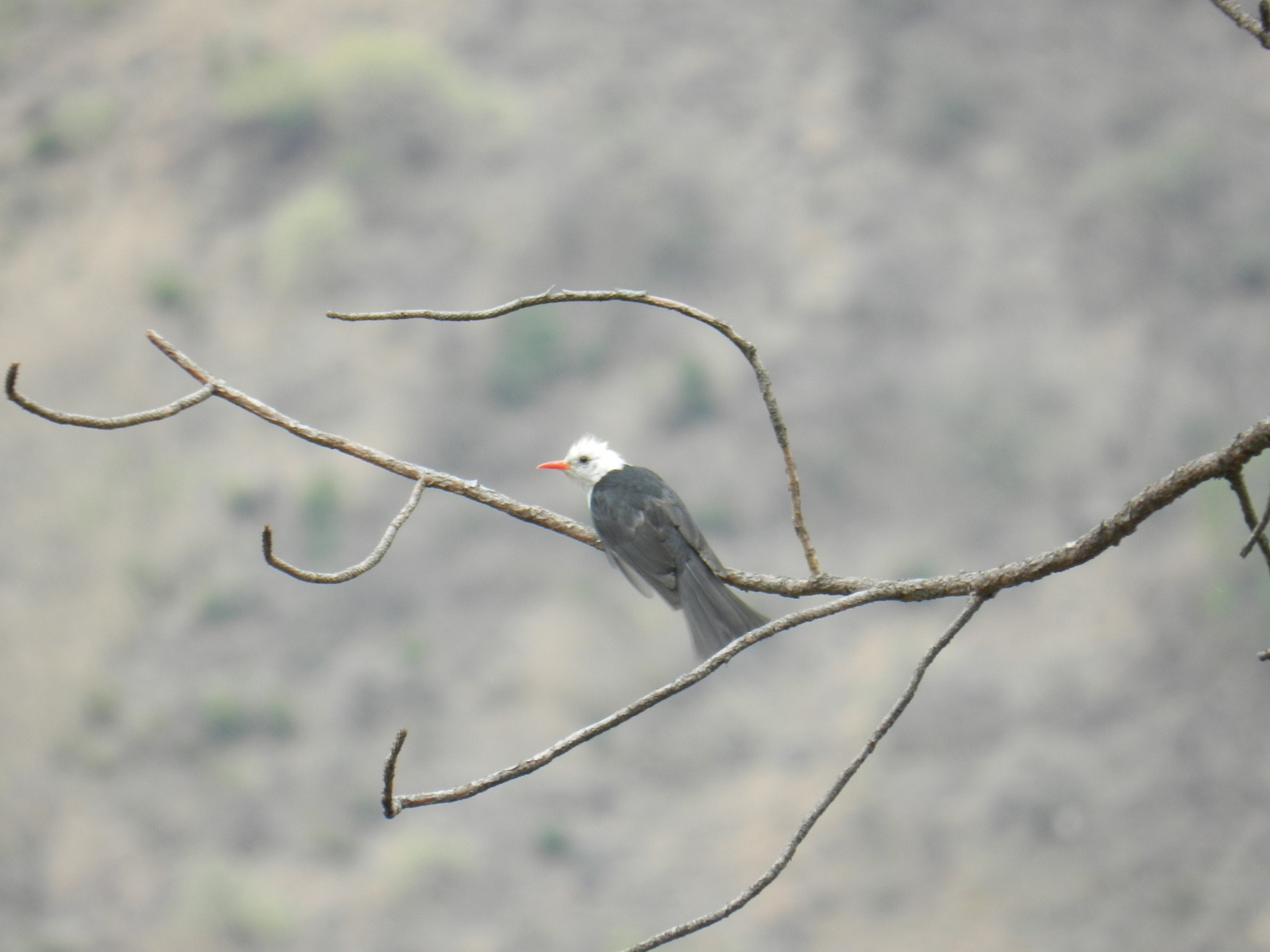 Black Bulbul