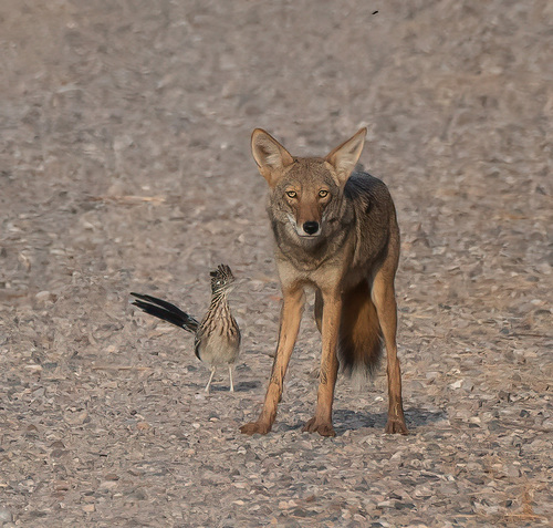 Coyote photographed in Arizona