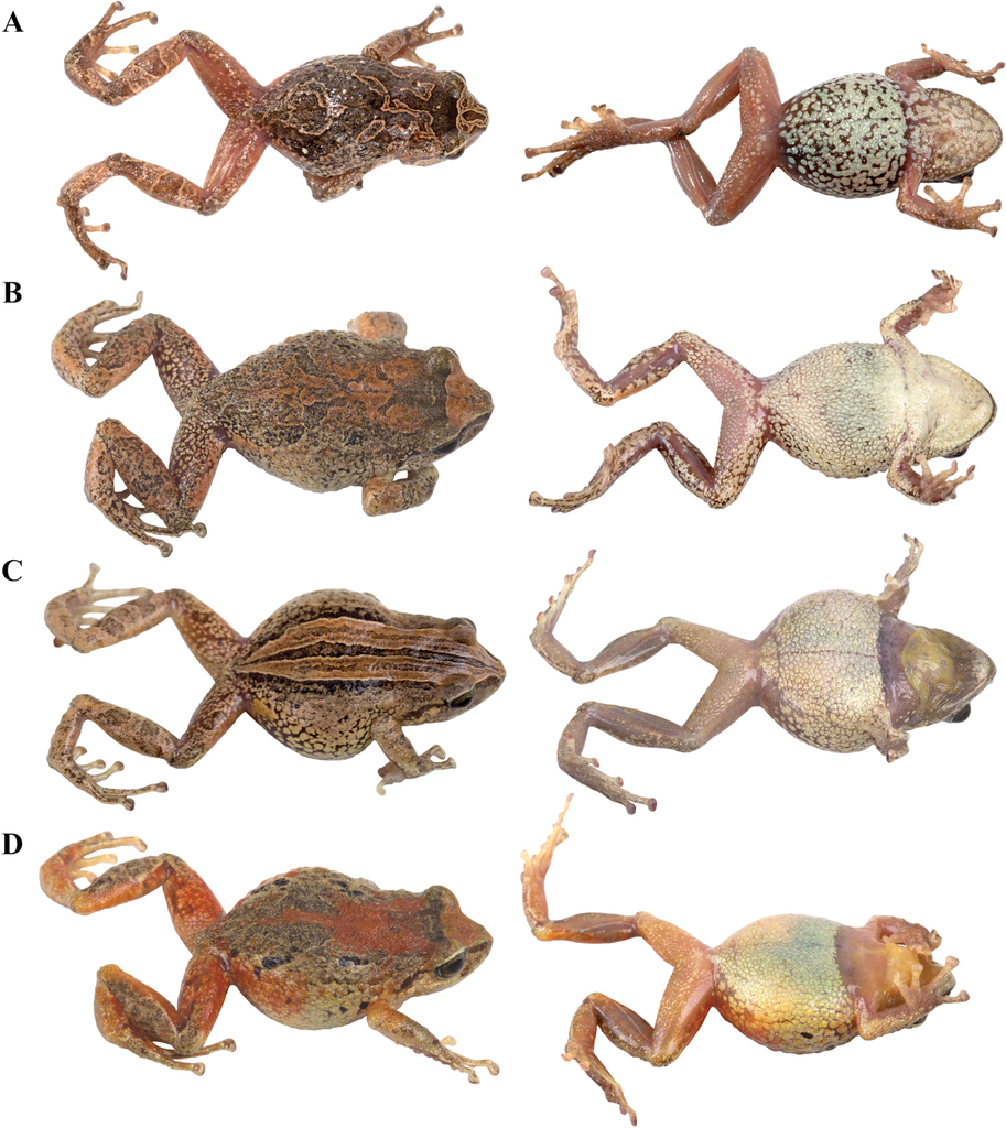 Lutz's Rain Frog