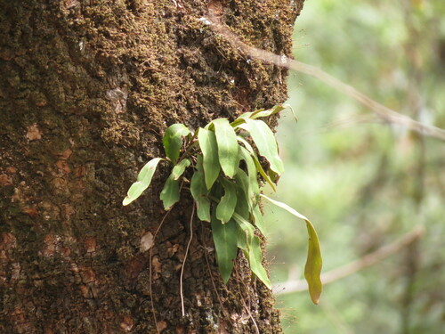 Pyrrosia porosa