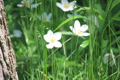Anemonastrum canadense