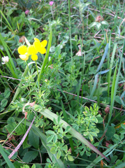 Lotus corniculatus corniculatus