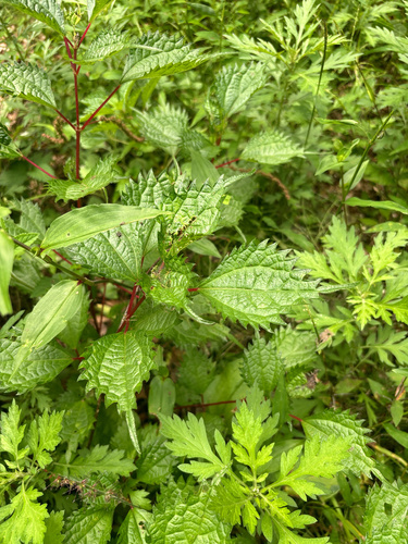 Image of Spicate Falsenettle (Boehmeria spicata) by (c) Garry Lydon, some rights reserved (CC BY)