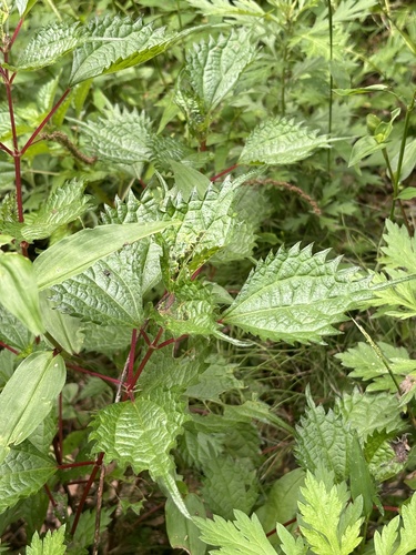 Image of Spicate Falsenettle (Boehmeria spicata) by (c) Garry Lydon, some rights reserved (CC BY)