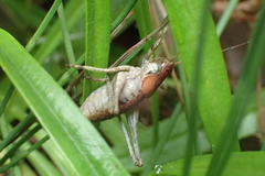 Neduba