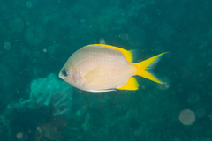 Yellow Chromis photo 3