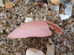 Psammotella cruenta