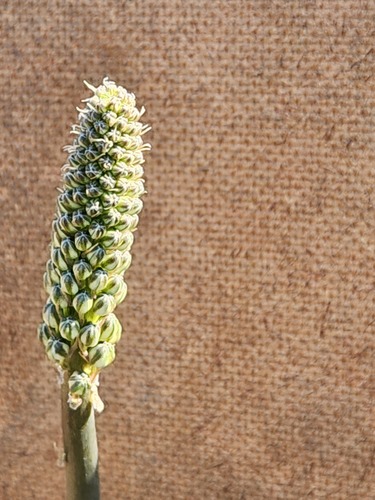 Drimia macrocentra
