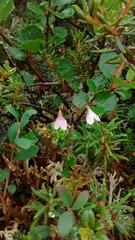 Linnaea borealis longiflora