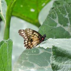 Catasticta nimbice