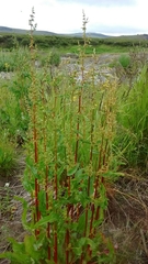 Koenigia alpina