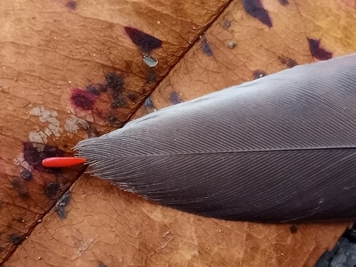Cedar Waxwing photographed in Ohio