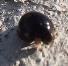 Parexochomus nigromaculatus