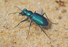 Cicindela nigrior