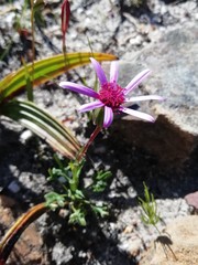 Senecio hastifolius